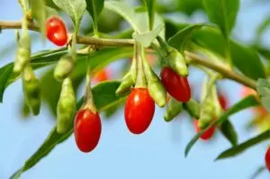 how to grow goji berries from seed, how to plant goji berries, goji berry varieties, how to grow goji berries in containers