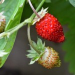 how to grow strawberries, strawberry companion plants