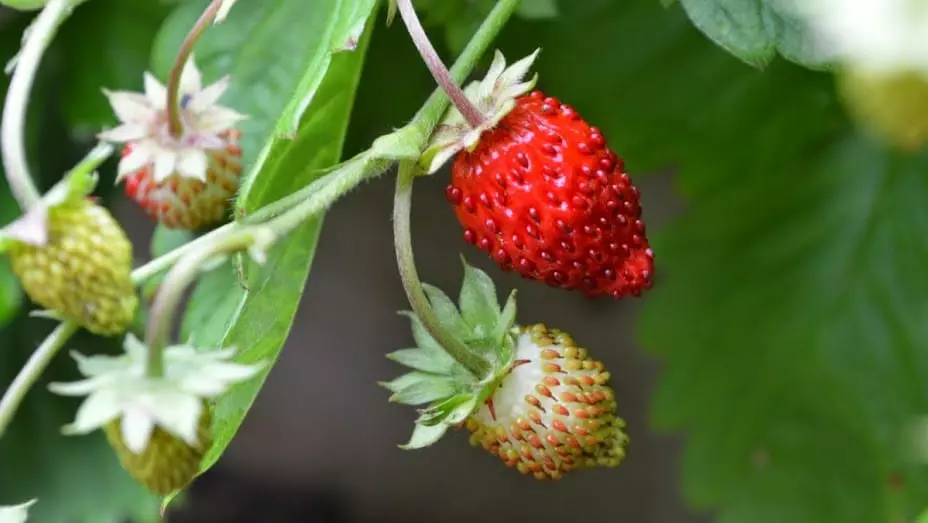 how to grow strawberries, strawberry companion plants
