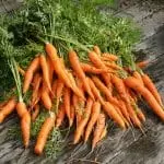 growing carrots, carrots