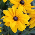 Black-Eyed Susans, perennial flowers