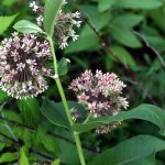 how to grow milkweed, how to grow milkweed from seed, how to plant milkweed