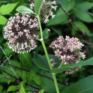 milkweed, milkweed seeds