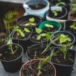how to grow Dill in Containers