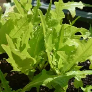 green leaf lettuce, green leaf lettuce seeds, oak leaf lettuce