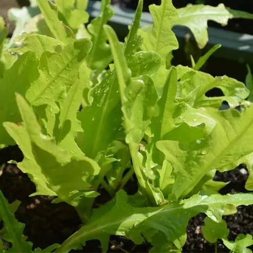 green leaf lettuce seeds