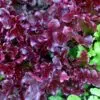 red leaf lettuce seeds
