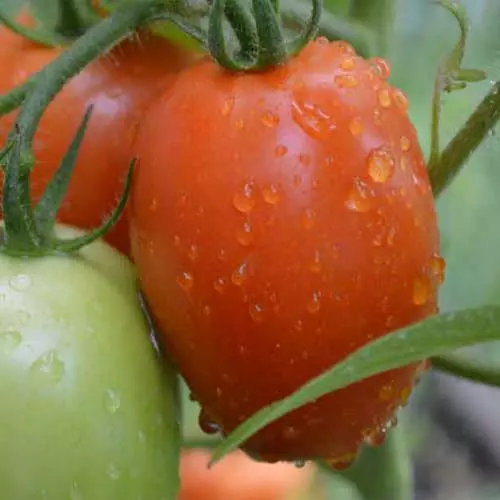 roma tomato seeds, roma tomato plants, roma tomatoes, roma tomato