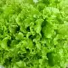 Salad Bowl Lettuce, salad bowl lettuce seeds