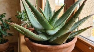 aloe-ferox-plant-unglazed-clay-pot Close-up photo of a large Aloe ferox plant with distinct reddish-brown spines, growing in an unglazed terracotta clay pot on a sunny indoor windowsill.