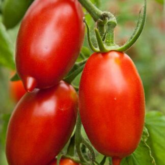 amish tomato seeds