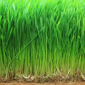 barley grass seeds