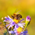 bee gardens, bee on flower