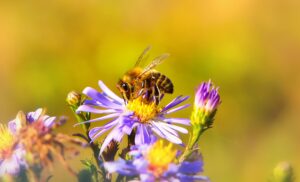 bee gardens, bee on flower