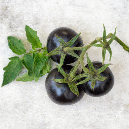 black cherry tomato seeds