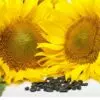 black oil sunflower seeds