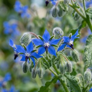 Borage Seeds