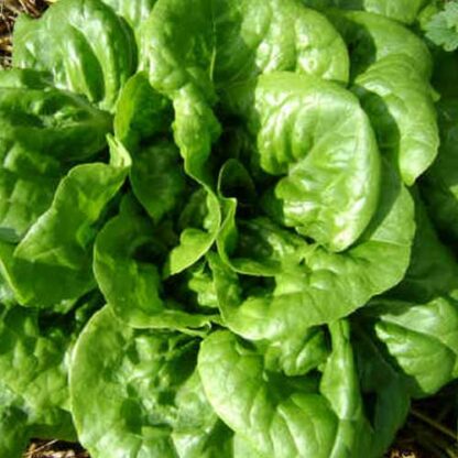 buttercrunch lettuce seeds