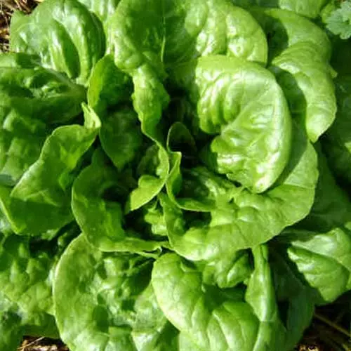 buttercrunch lettuce, buttercrunch lettuce seeds, how to grow buttercrunch lettuce, how to harvest buttercrunch lettuce
