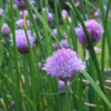 chives, chive seeds