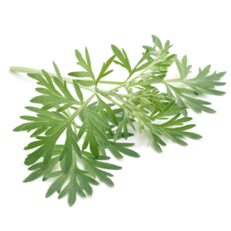 common wormwood, wormwood seeds, Artemisia absinthium