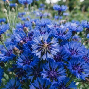 Cornflower Seeds | Blue Bachelor’s Button Cut Flowers