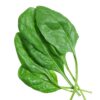 olympia spinach seeds