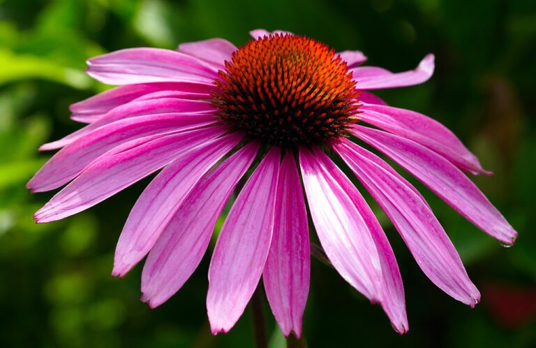 how to grow echinacea from seed