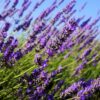 english lavender seeds, english lavender
