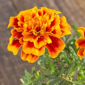 french marigold, french marigold seeds