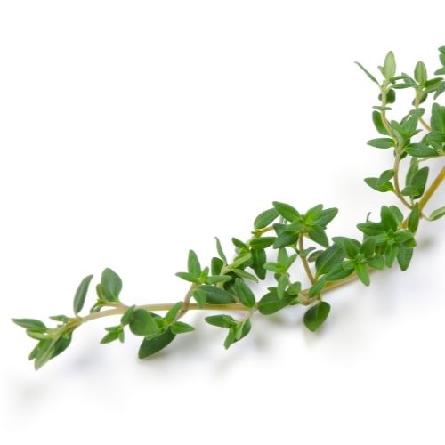 french thyme seeds
