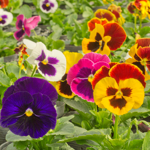 swiss giant pansy seeds