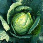 cabbage, how to grow cabbage, how to grow cabbage from seed, how to plant cabbage, how to care for cabbage, how to harvest cabbage, how long does it take cabbage to grow, companion plants for cabbage