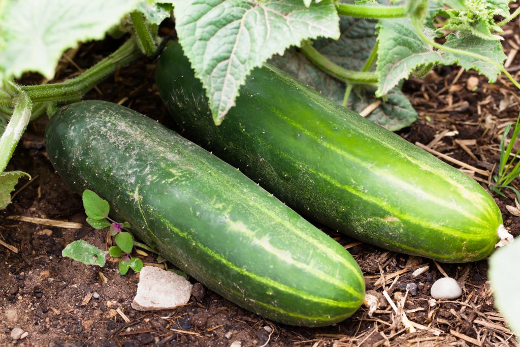 how to plant cucumbers, How to Grow Cucumbers, how to plant cucumber seeds, how to grow cucumbers vertically, how to grow cucumbers in pots, how to trellis cucumbers, cucumber companion plants