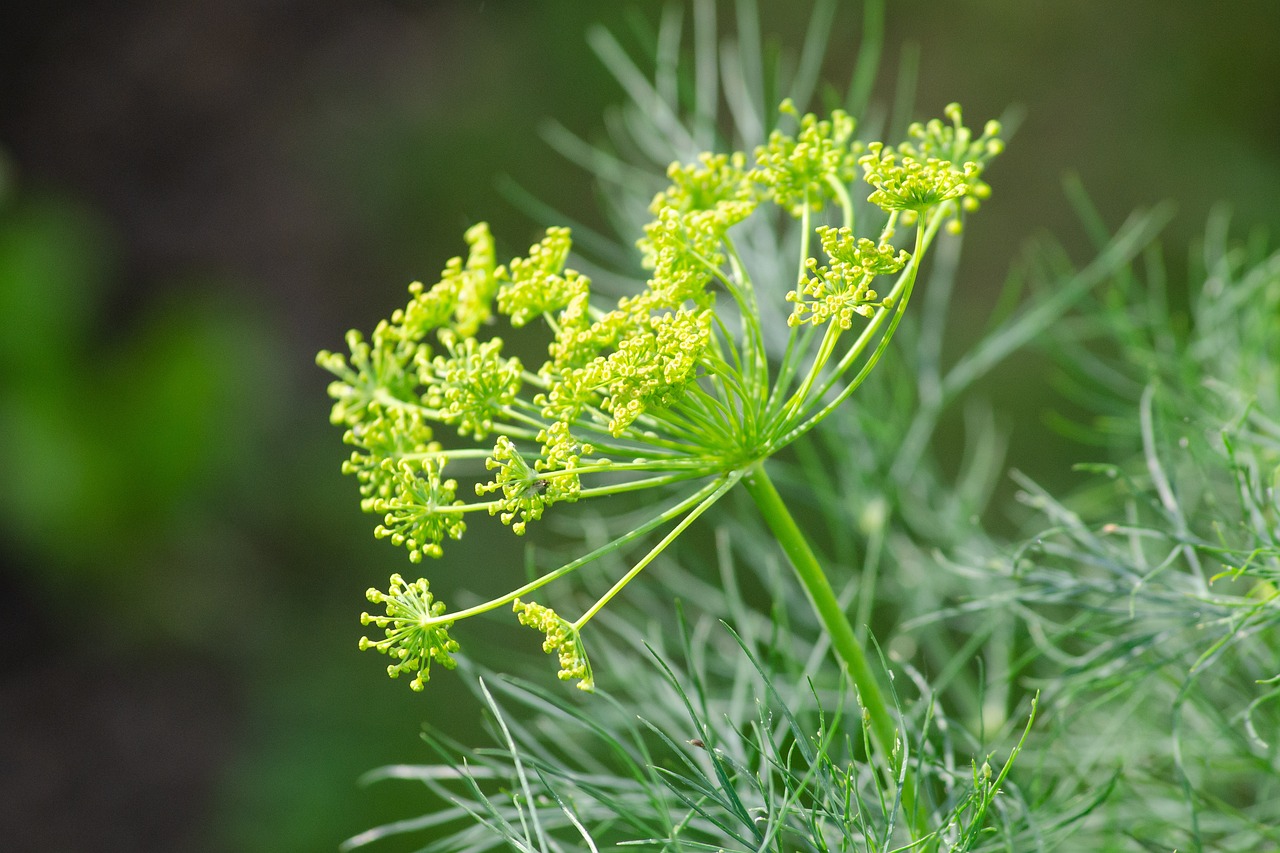 Bouquet Dill Seeds, how to grow dill