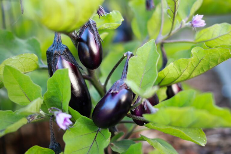 how to grow eggplant, growing eggplant, eggplant companion planting, how to plant eggplant