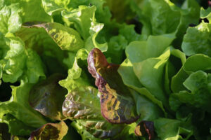 how to grow lettuce, growing lettuce
