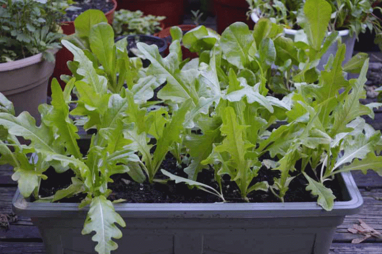 how to grow lettuce, growing lettuce, lettuce types, lettuce varieties, harvesting lettuce, planting lettuce