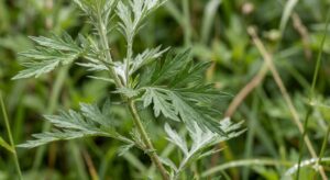 A close-up photograph of deeply lobed, silvery-green mugwort (Artemisia vulgaris) leaves growing on a fuzzy stem in a garden setting.