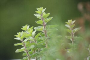 how to grow oregano from seeds, how to plant oregano, how to harvest oregano, oregano companion plants
