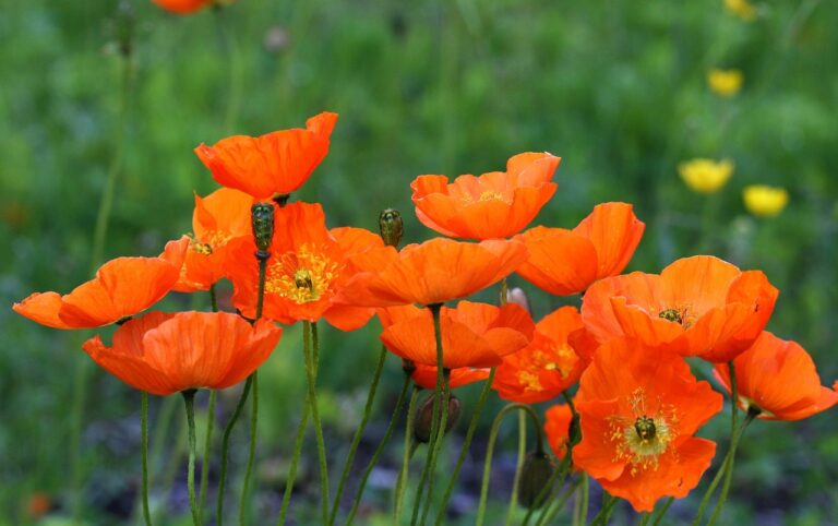 how to grow poppies from seeds