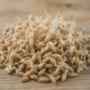 Organic Hulless Barley Seeds | Sprouting, Grass & Cover Crop