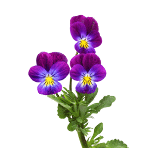 Viola Cornuta Seeds