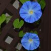 how to grow morning glory, How to Grow Morning Glory from Seeds, how to plant morning glories, How Long Do Morning Glories Bloom
