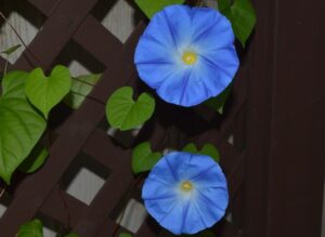 how to grow morning glory, How to Grow Morning Glory from Seeds, how to plant morning glories, How Long Do Morning Glories Bloom