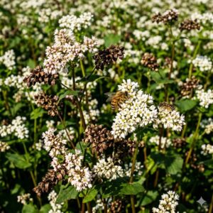 Organic Buckwheat Seeds | Hulls-On for Cover Crops