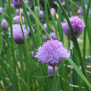 Chive Seeds