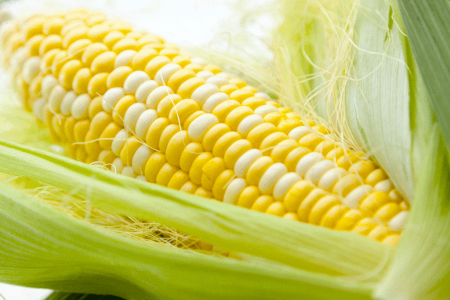 how to grow corn, growing corn