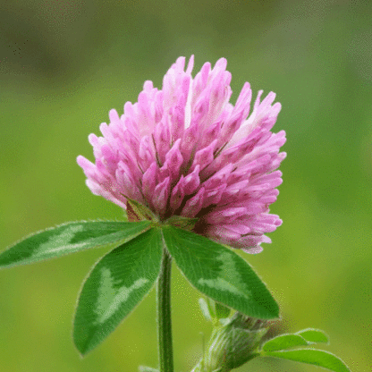 red clover seeds, organic red clover