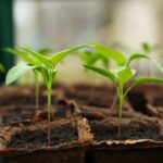 how to germinate seeds, planting seeds